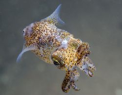 Little cuttlefish,under Trefor pier.
North Wales. D200,6... by Derek Haslam 